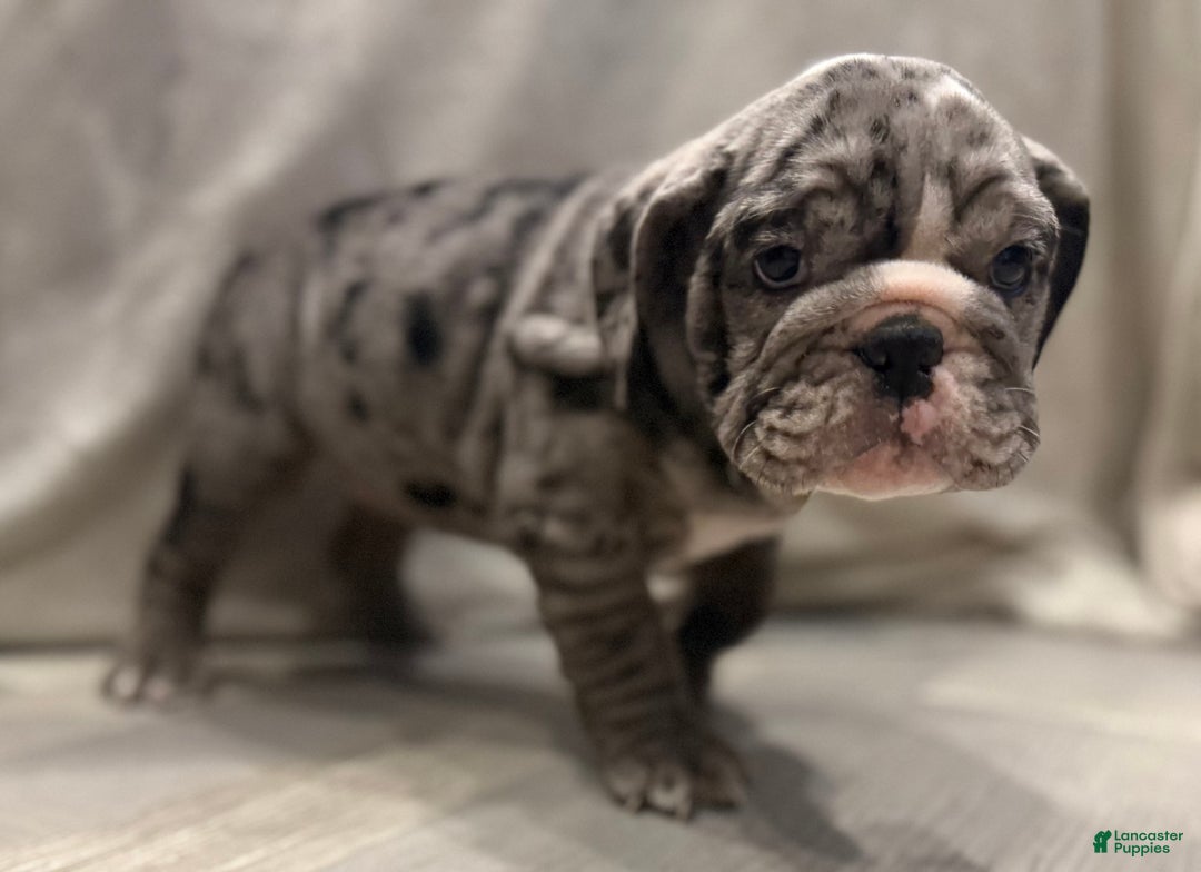 English Bulldog dogs for sale: Judy - Ad 4