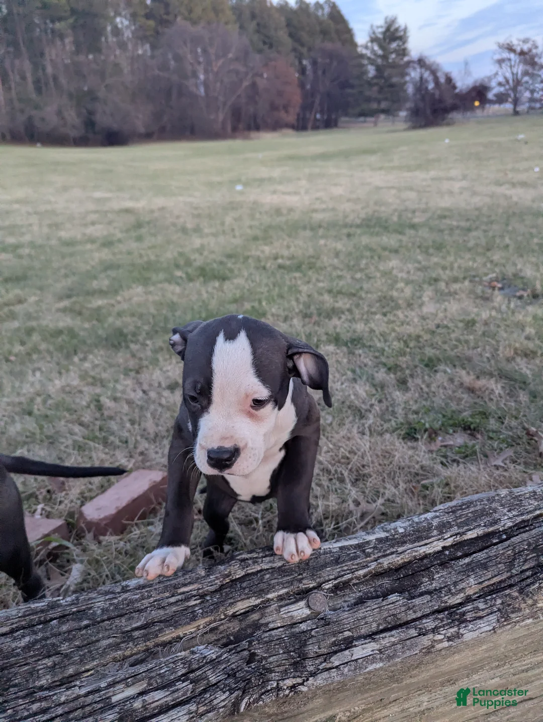 American Bully dogs for sale: Sage - Ad 17