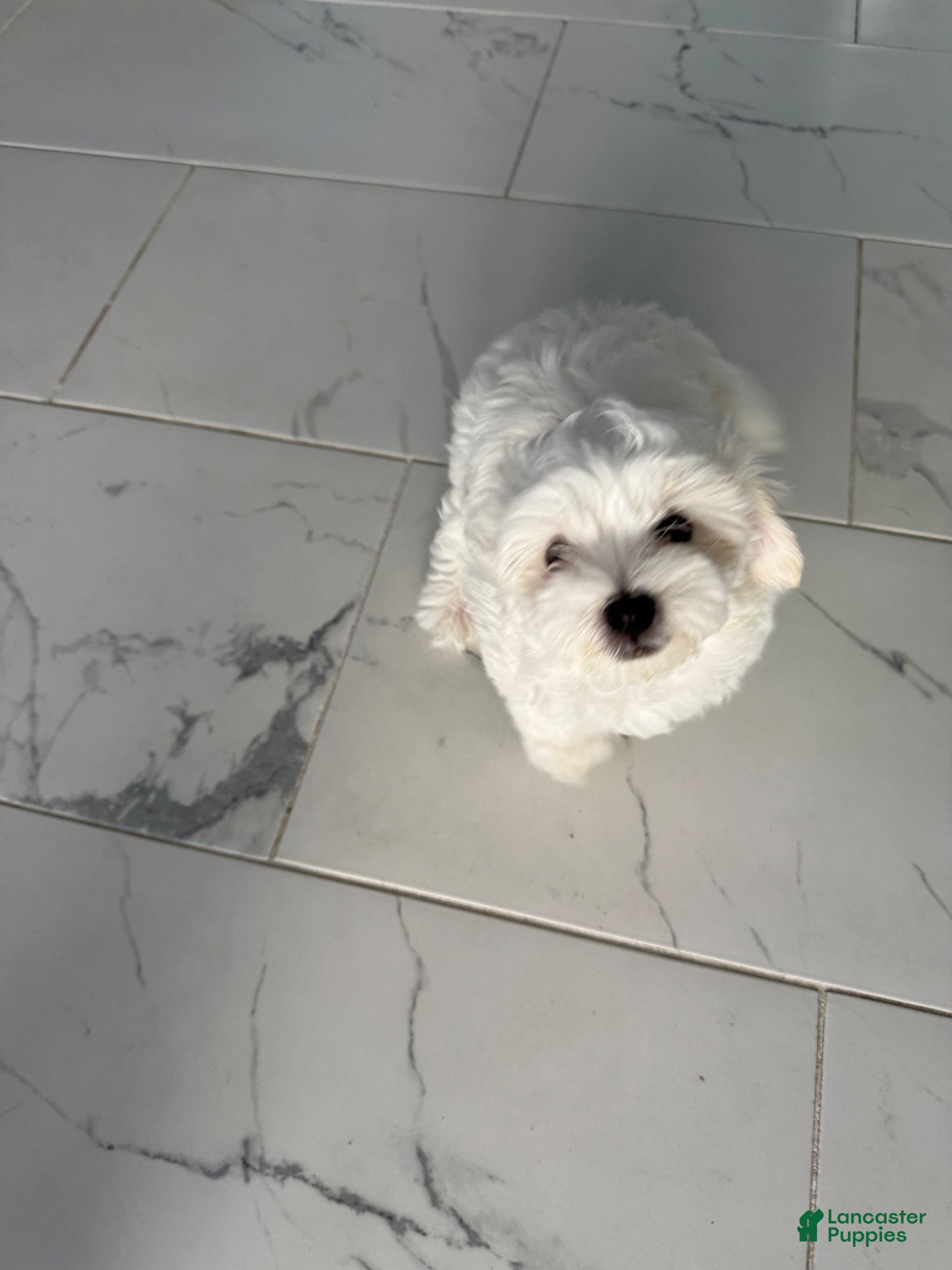 Maltese dogs Maltese 1 - Ad 1