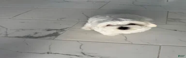 Maltese 1
