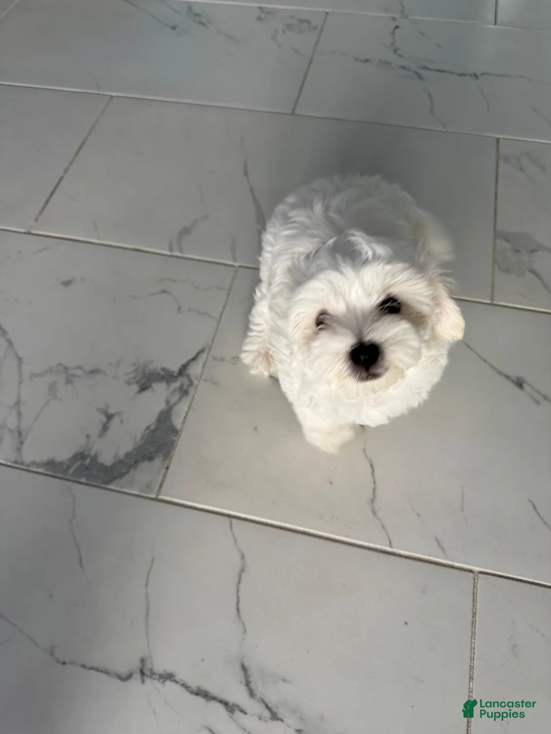 Maltese dogs for sale: Maltese 1 - Ad 1