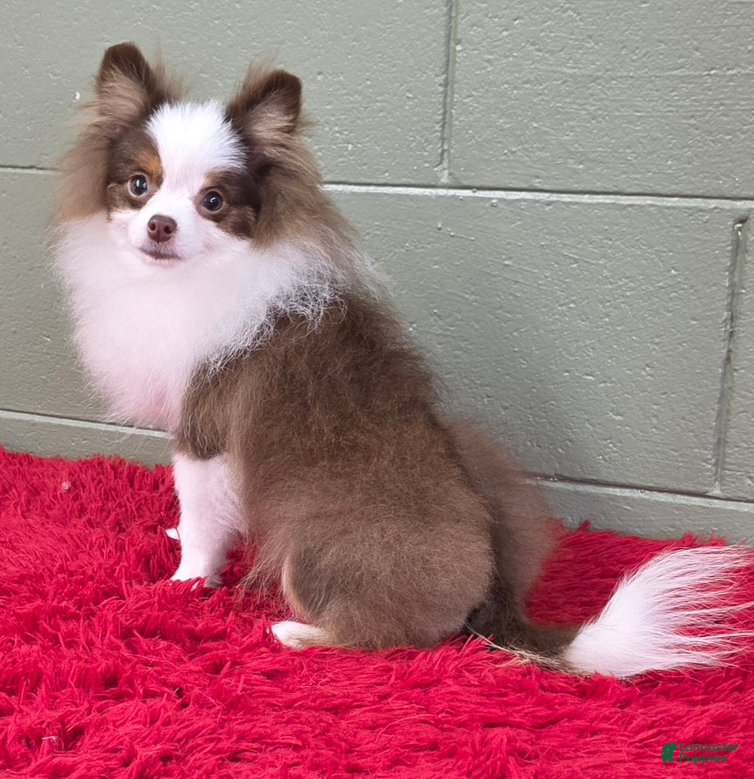 Pomeranian dogs for sale: Gunner - Ad 5