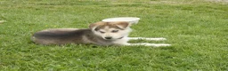 Gerberian Shepsky dogs for sale: Skye - Ad 4