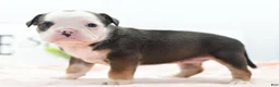 Mixed Breed dogs for sale: Queen - Ad 13