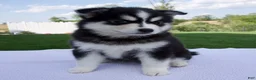 Pomsky dogs for sale: Sophie - Ad 5