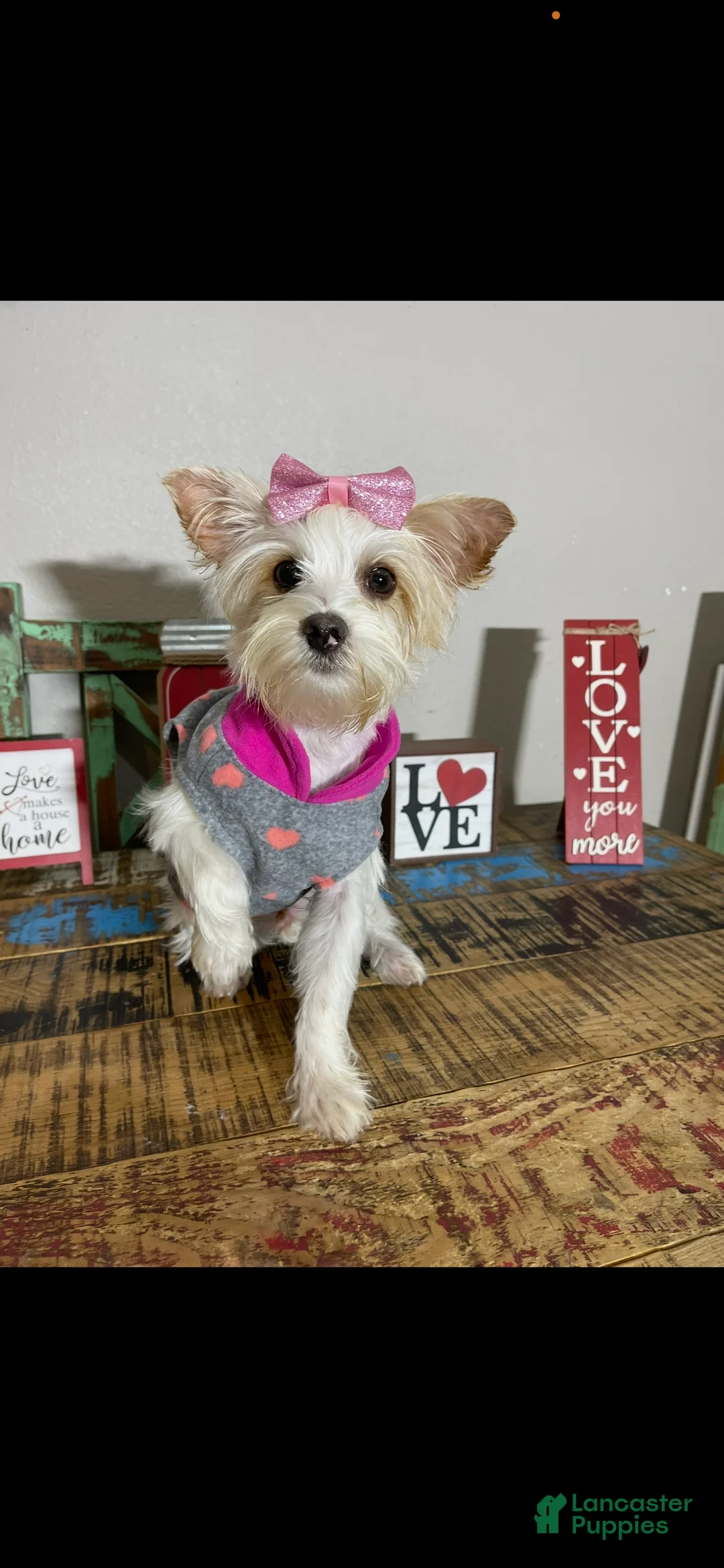 Yorkshire Terrier dogs for sale: Blonde Parti Tilly - Ad 2