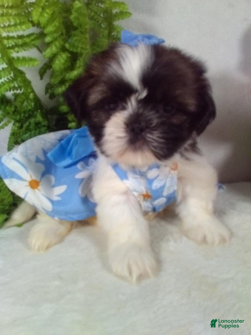 Shih Tzu dogs Annie  - Ad 2