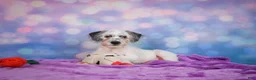 Mixed Breed dogs for sale: Clifford - Ad 5