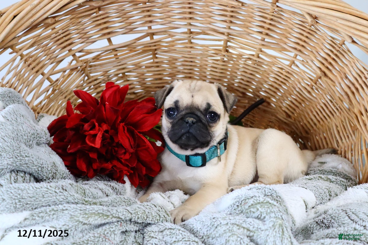 Pug dogs Polly - Ad 14