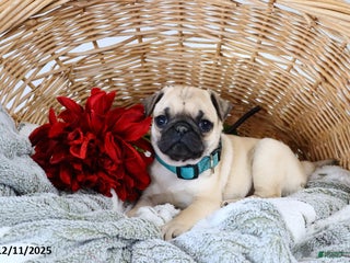 Pug dogs Polly - Ad 3