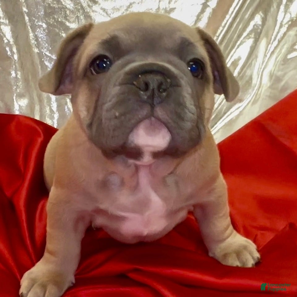 French Bulldog dogs Adam - Ad 24