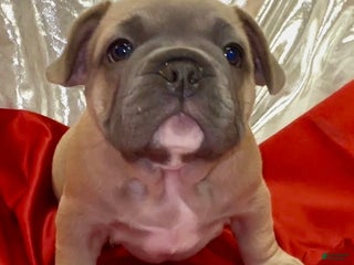 French Bulldog dogs Adam - Ad 5