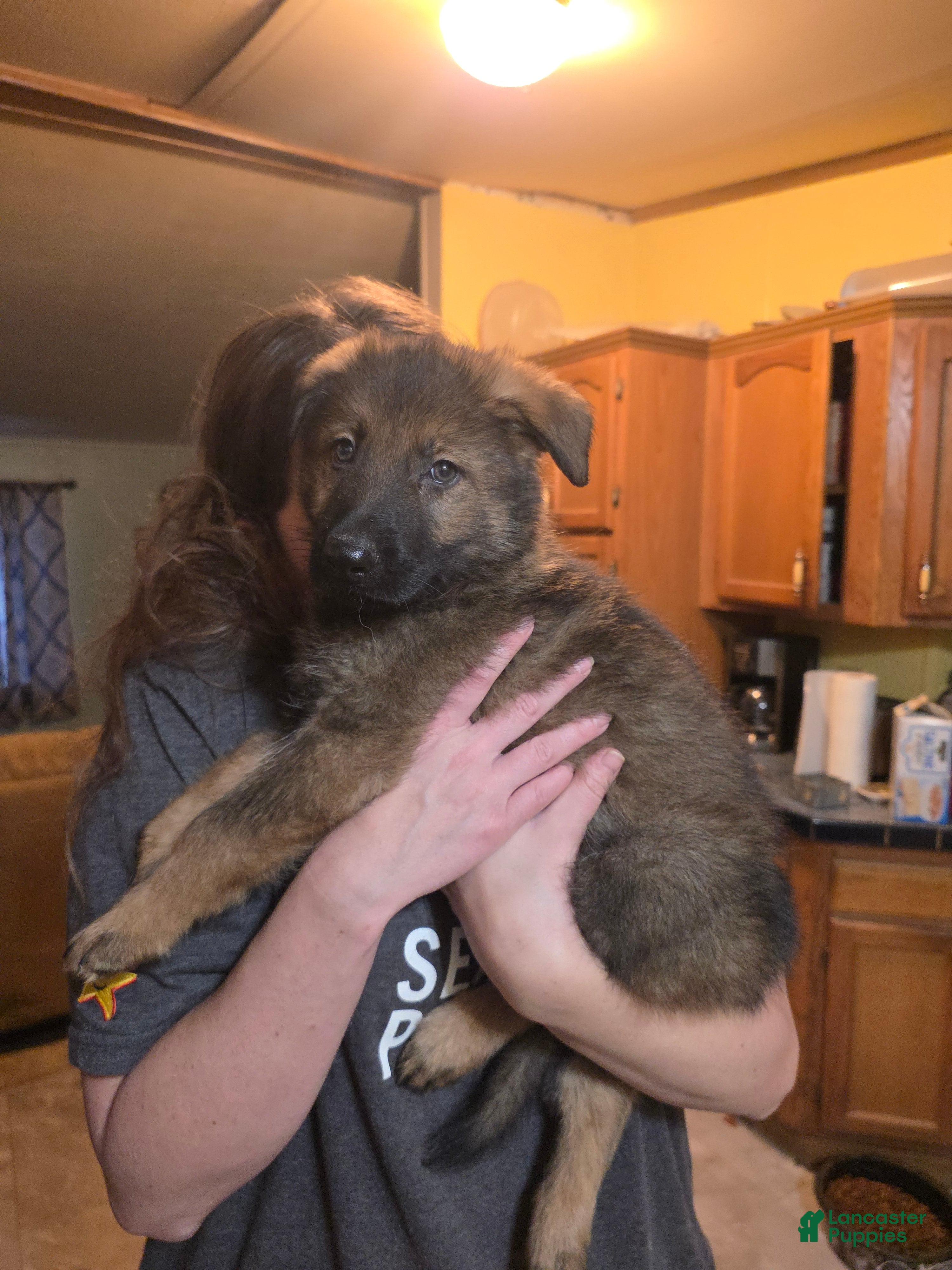 German Shepherd dogs German Shepherd Puppy 4 - Ad 17