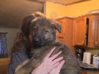 German Shepherd dogs German Shepherd Puppy 4 - Ad 6