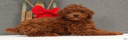 Miniature Poodle dogs for sale: Fifi - Ad 3