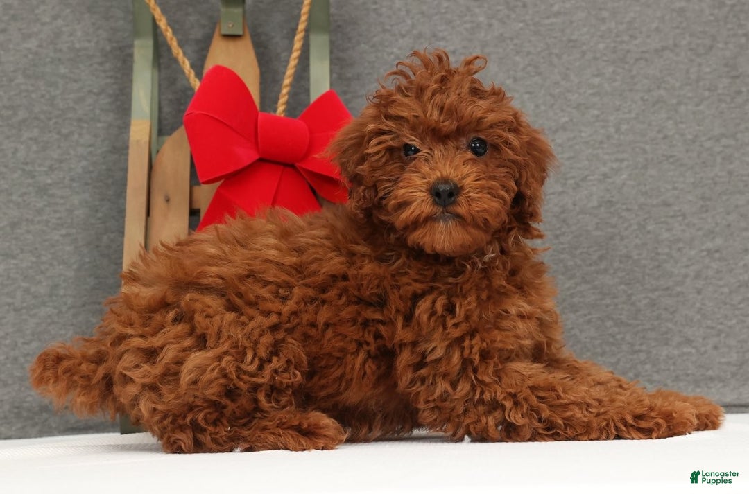 Miniature Poodle dogs for sale: Fifi - Ad 3