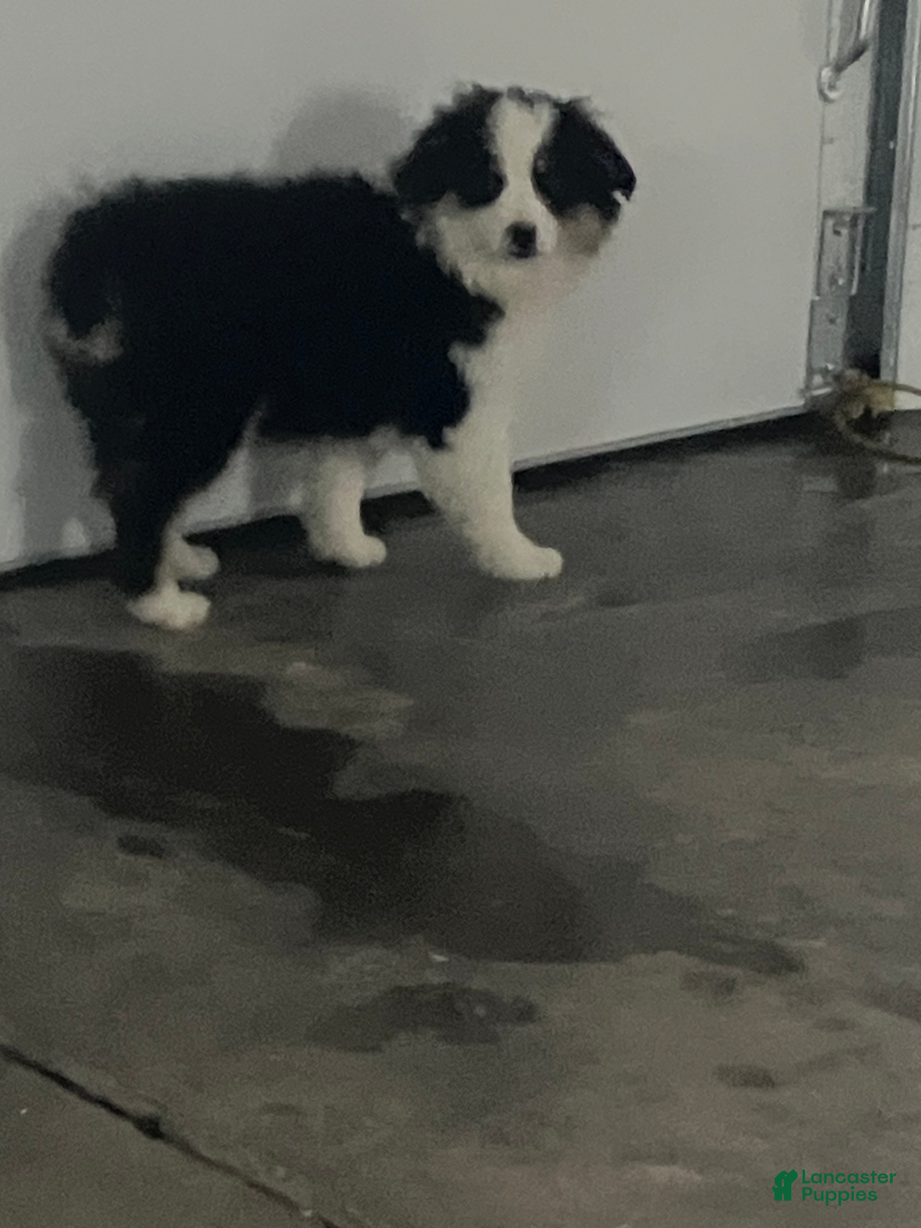 Miniature Australian Shepherd dogs Ruben - Ad 29