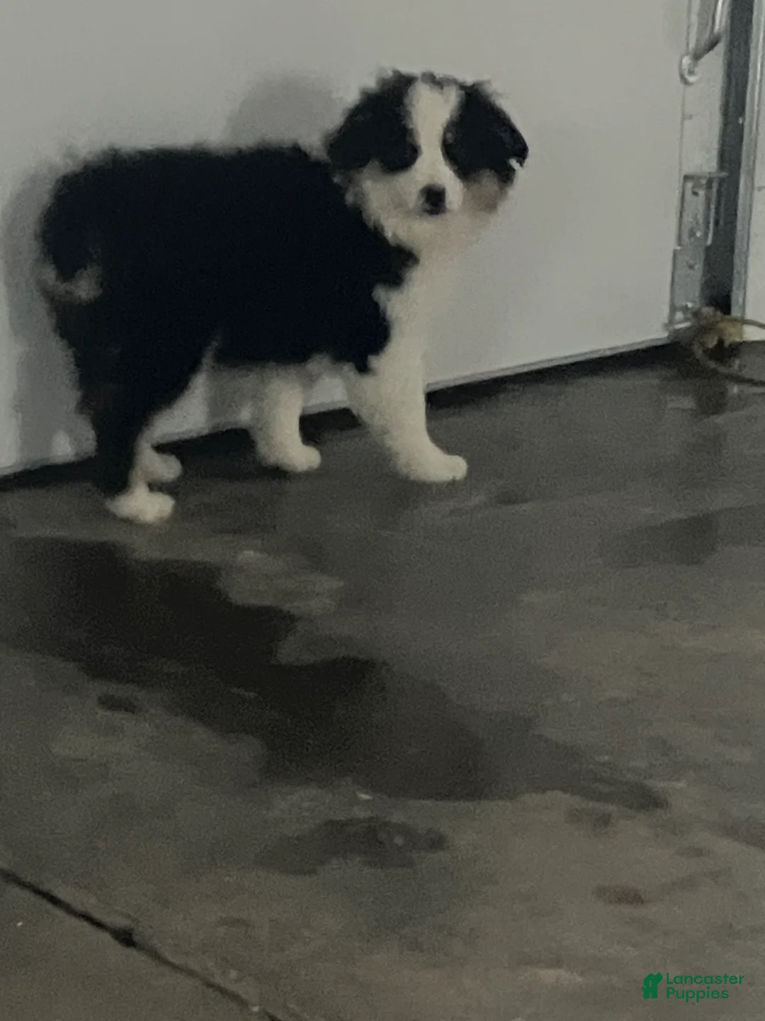 Miniature Australian Shepherd dogs for sale: Ruben - Ad 1