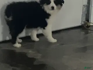 Miniature Australian Shepherd dogs Ruben - Ad 29