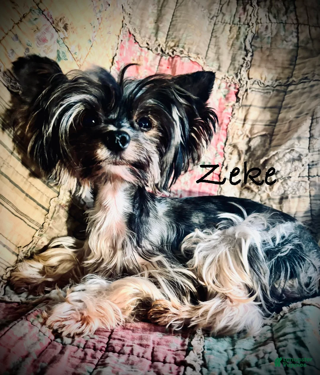 Gallery Image {{count}}