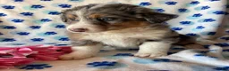 Mixed Breed dogs for sale: Monty - Ad 4
