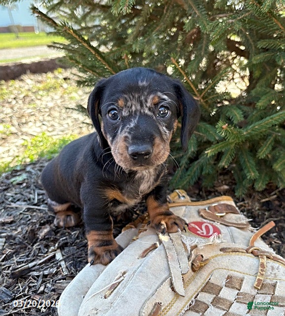 Dachshund dogs Thor - Ad 1
