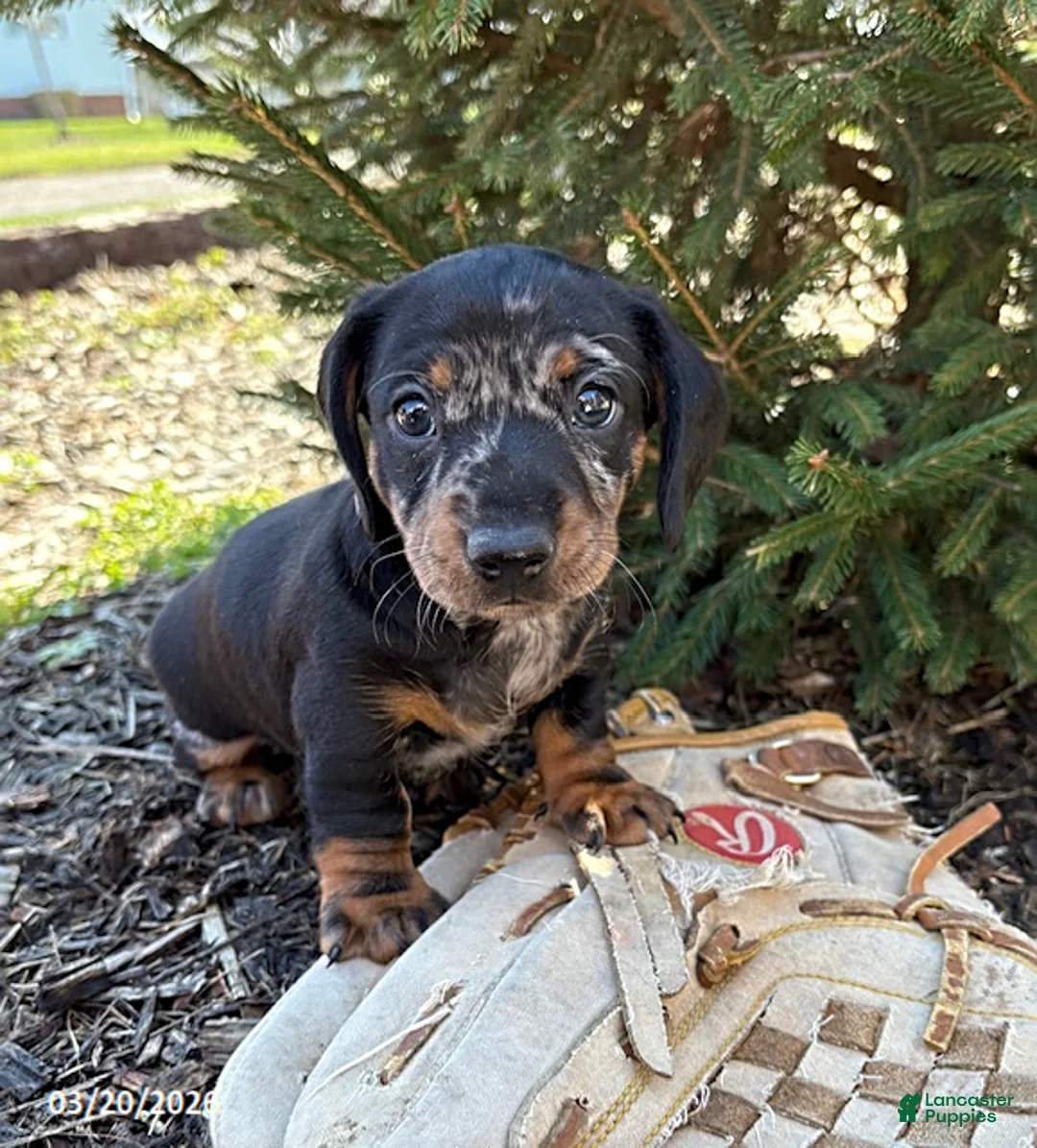 Dachshund dogs for sale: Thor - Ad 1