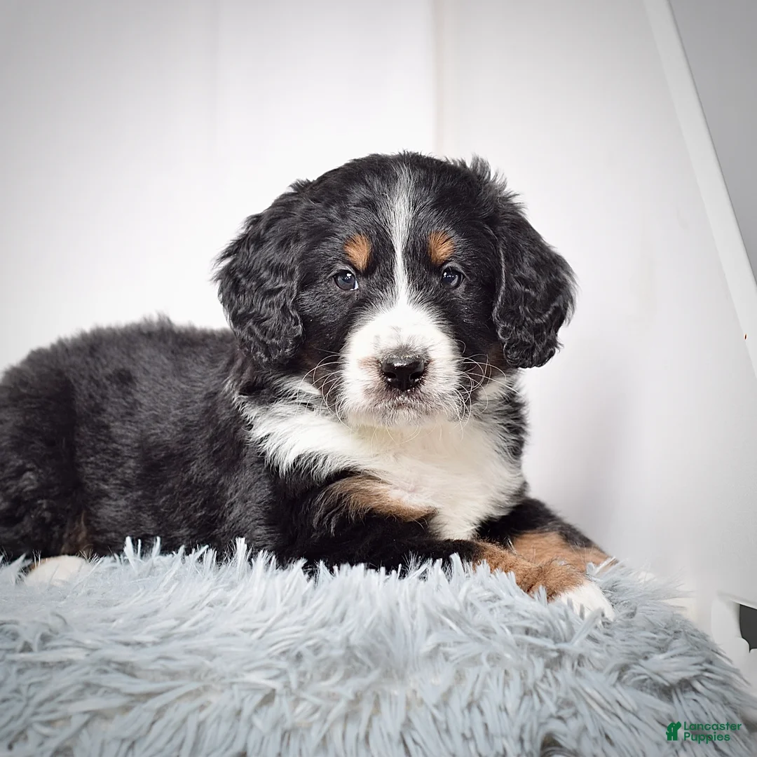 Bernedoodle dogs for sale: Mr. Viktor - Ad 6