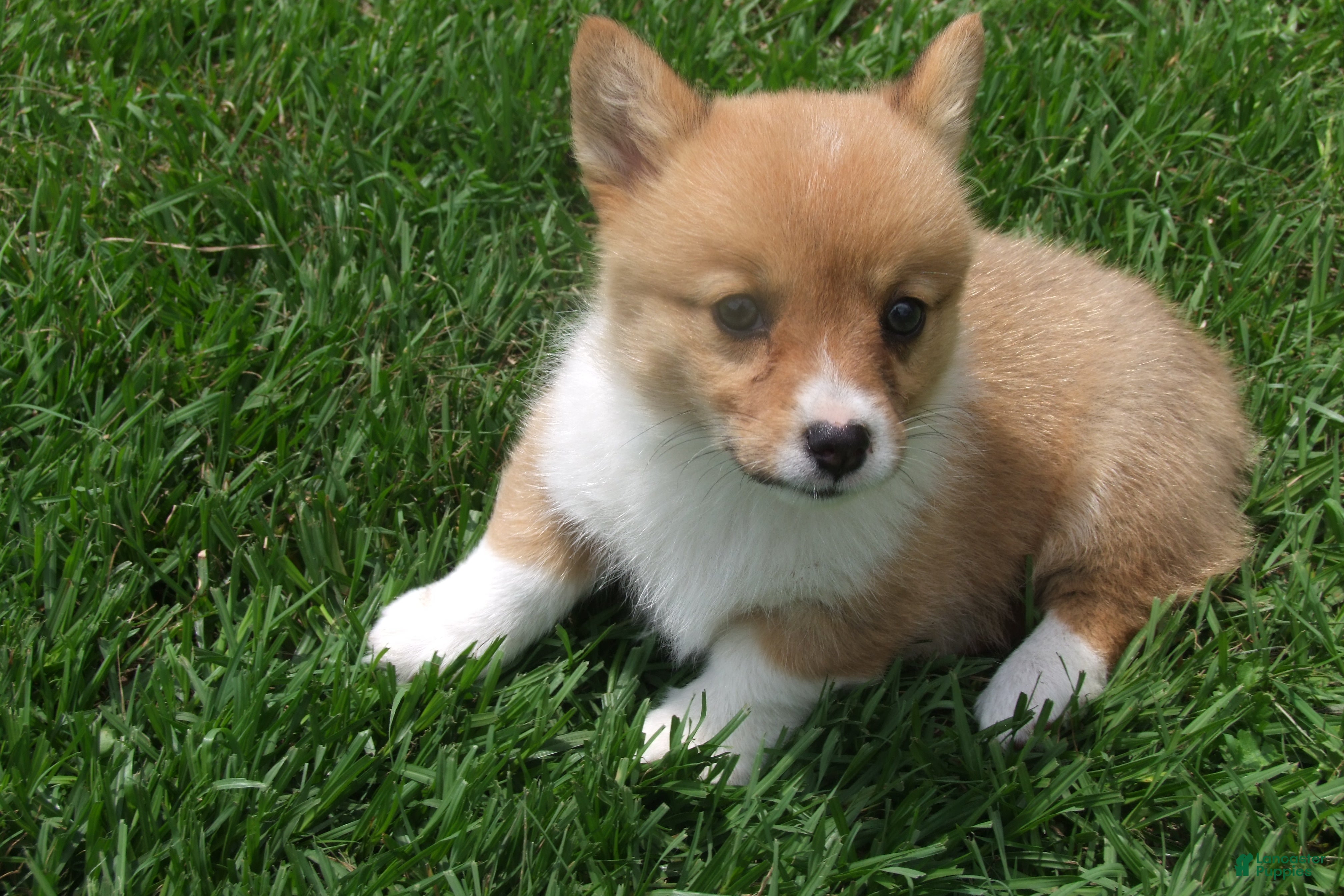 Welsh Corgi Pembroke dogs Welsh Corgi Pembroke Girl 2 - Ad 2