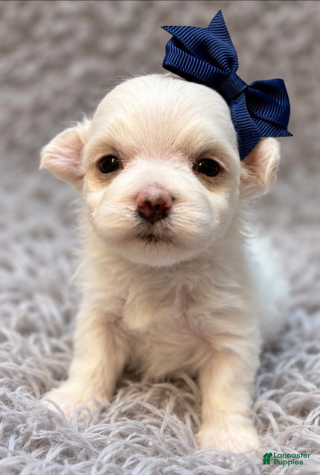 Maltese dogs for sale: Winifred “Winnie”  - Ad 1