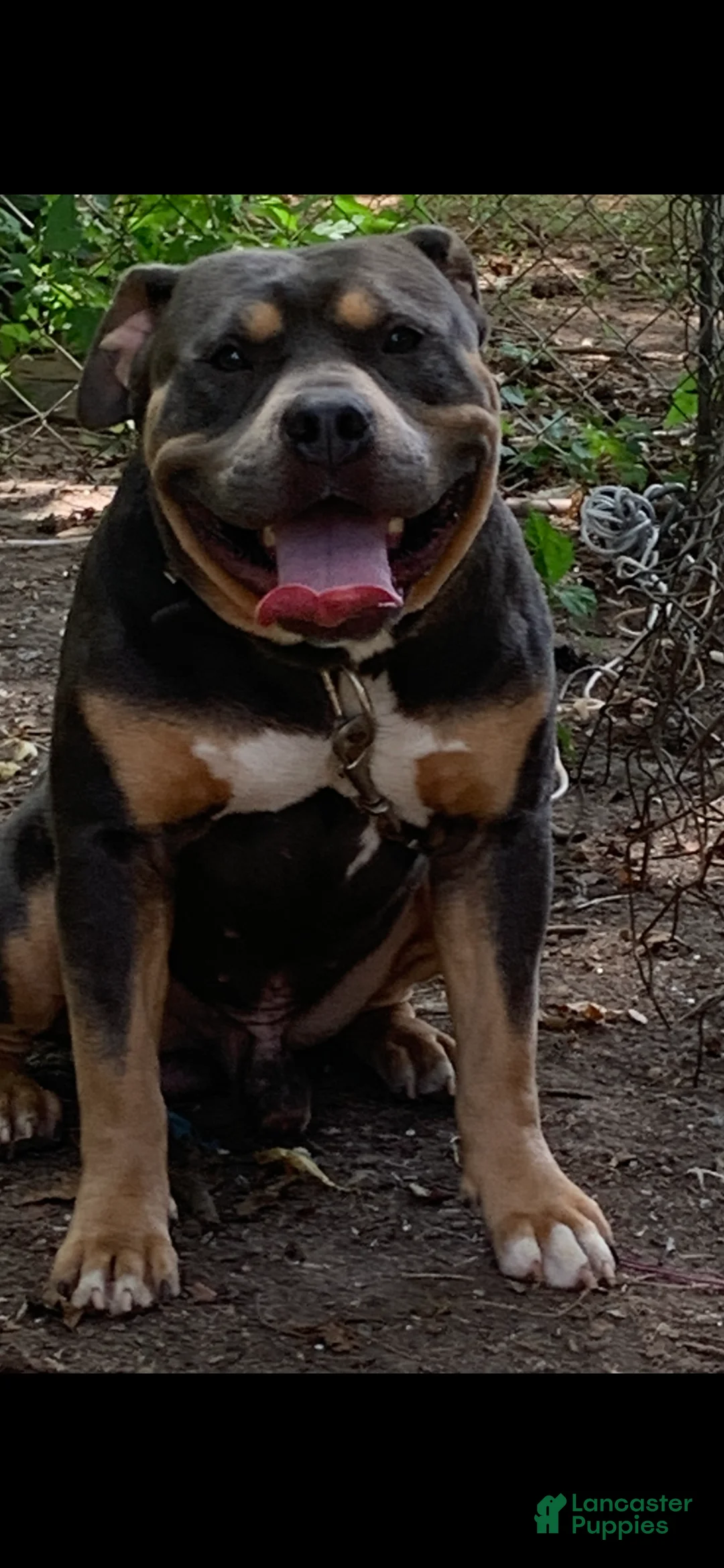 American Bully dogs for sale: American Bully Puppy 4 - Ad 9