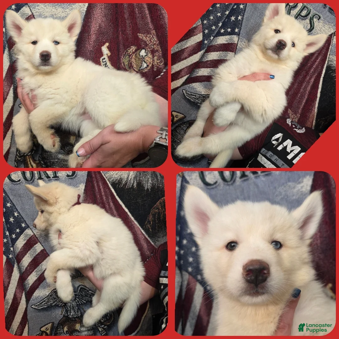 Siberian Husky dogs for sale: Red - Ad 1