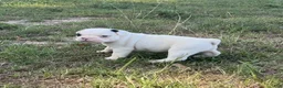 Frenchton dogs for sale: Frenchton 1 - Ad 3