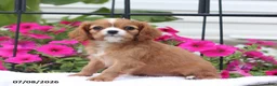 Cavalier King Charles Spaniel dogs for sale: Sophia - Ad 1