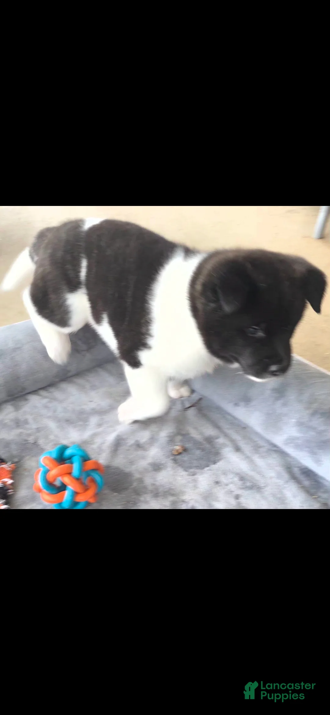 Akita dogs for sale: AKC Zooka - Ad 10