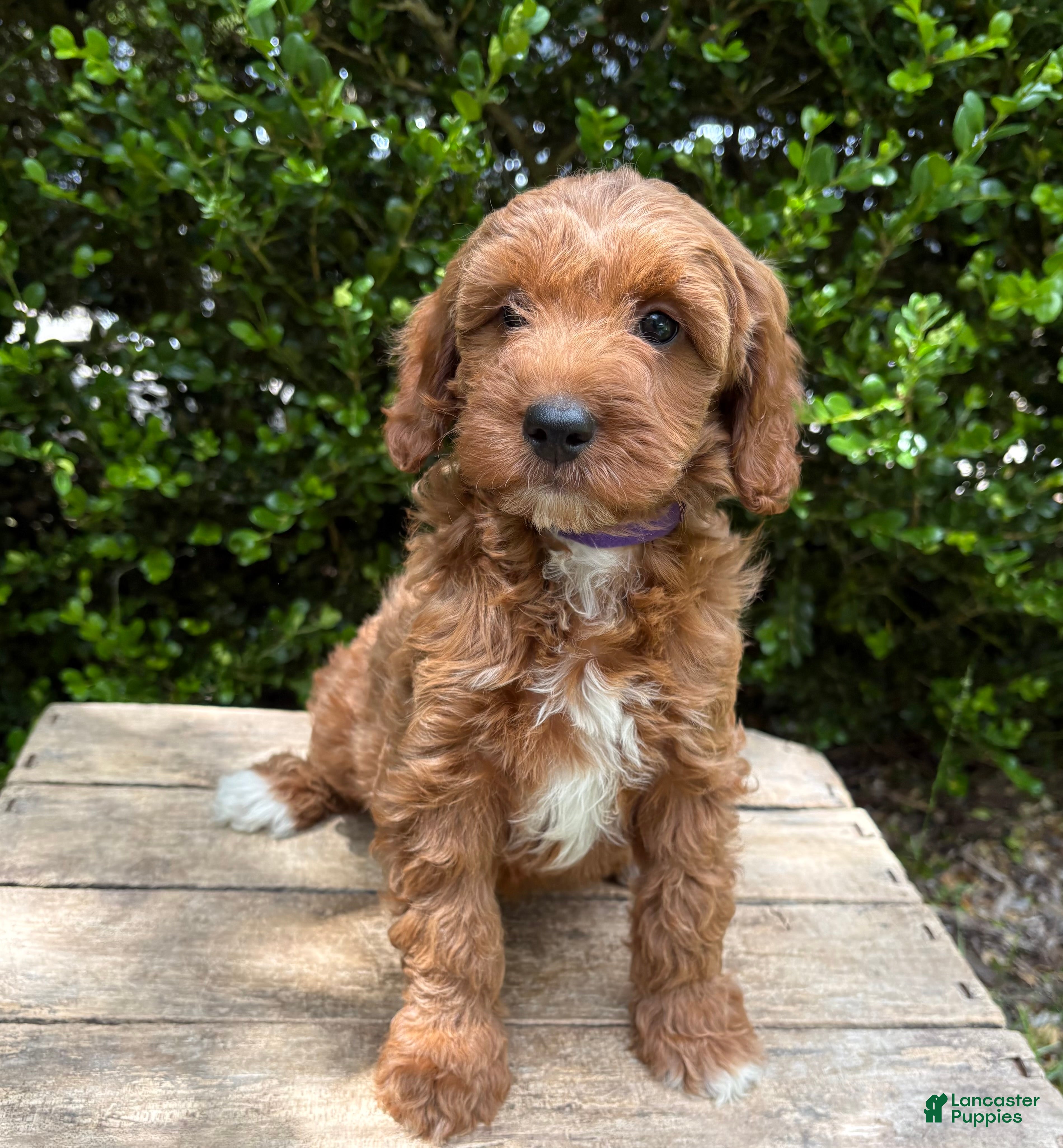 Goldendoodle dogs Allie - Ad 1