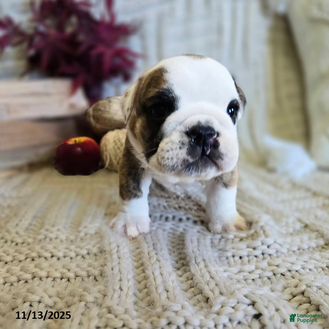 English Bulldog dogs for sale: Timmy - Ad 13