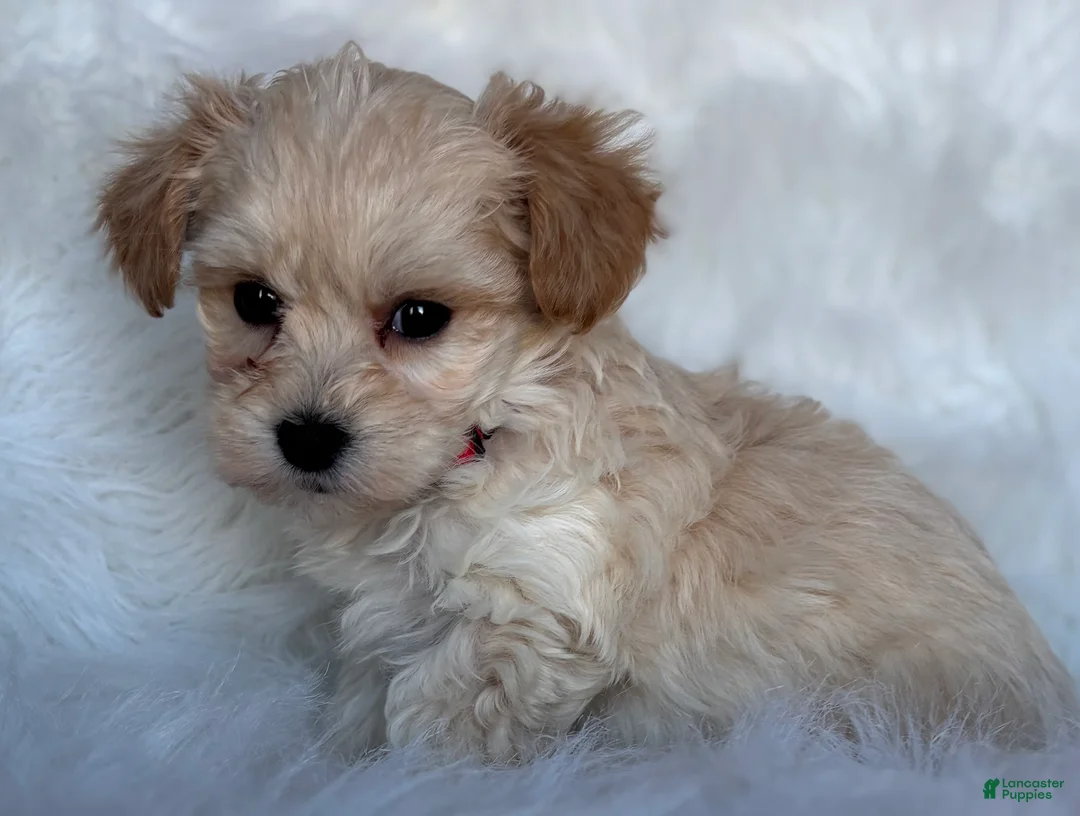 Maltipoo dogs for sale: Cupid - Ad 4