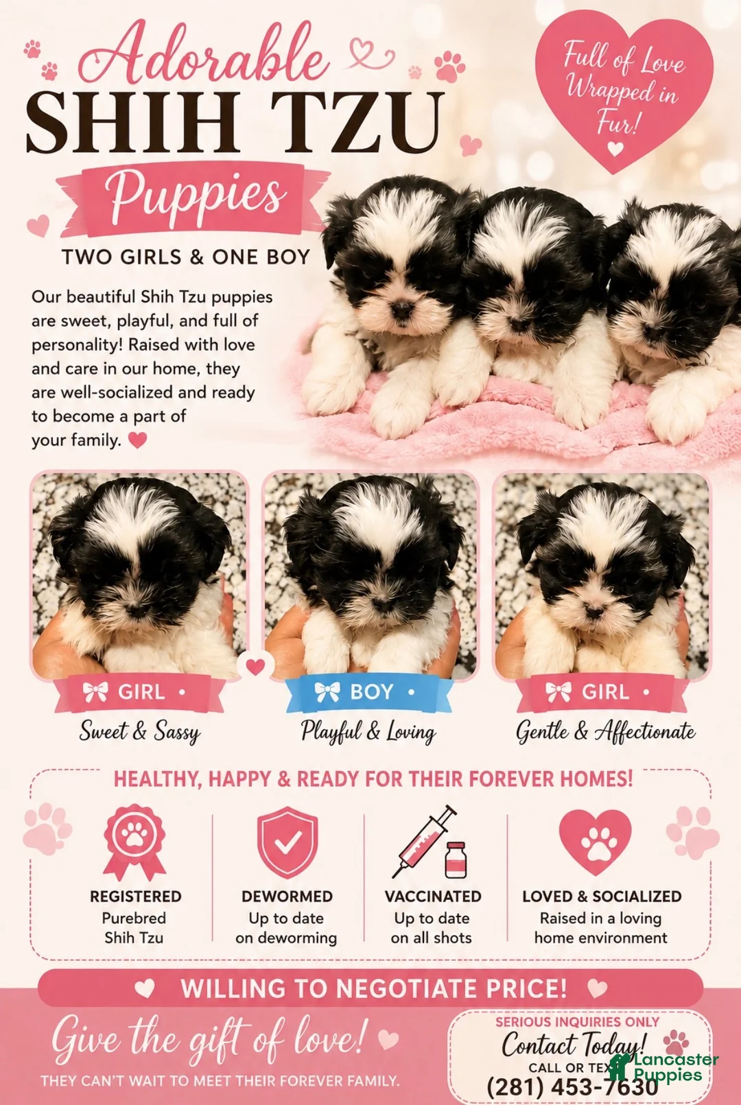 Shih Tzu dogs for sale: Shih Tzu 1 - Ad 5