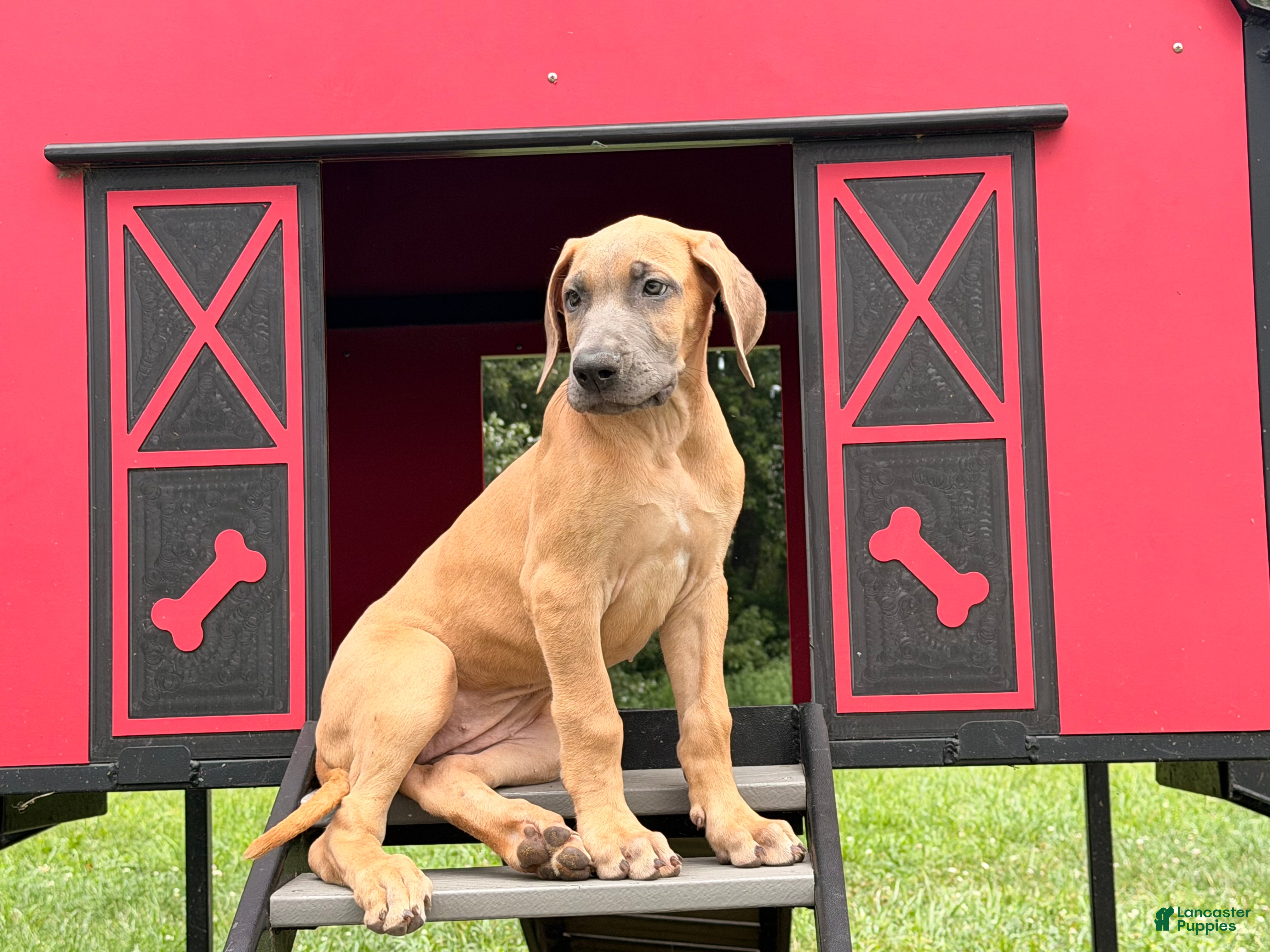 Great Dane dogs Patience Great Dane  - Ad 1