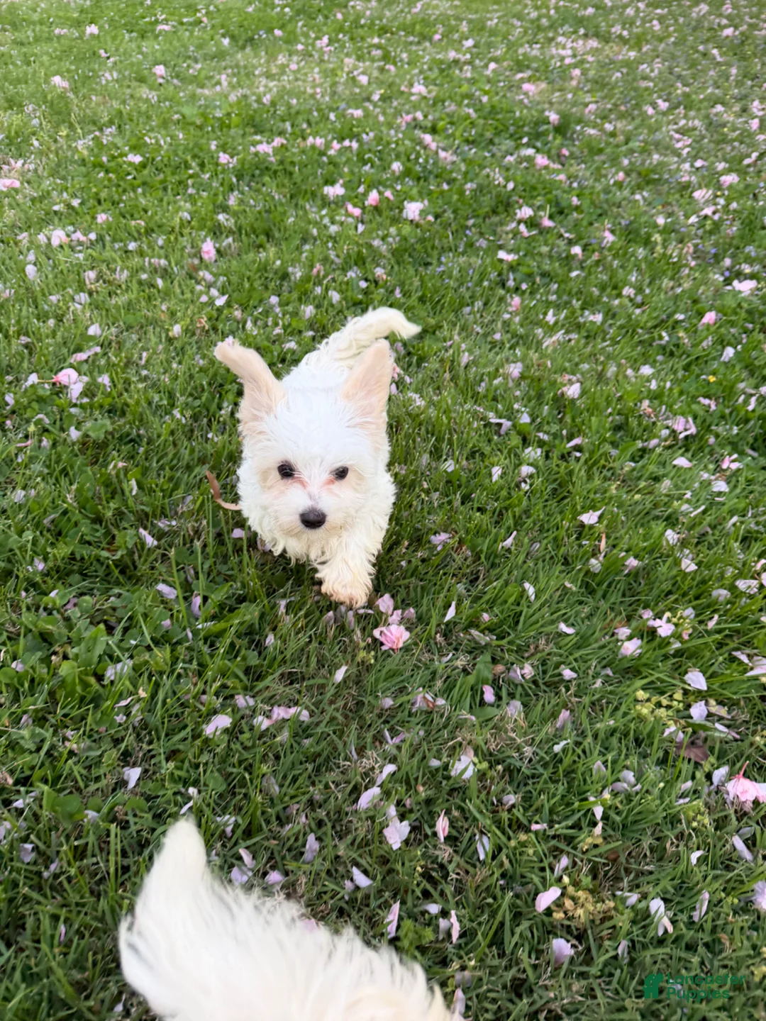 Maltipoo dogs for sale: Maltipoo Puppy 3 - Ad 1