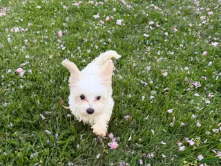 Maltipoo dogs for sale: Maltipoo Puppy 3 - Ad 3