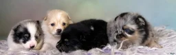 Pomeranian dogs for sale: Tulip - Ad 8