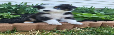 Australian Shepherd Puppy 3