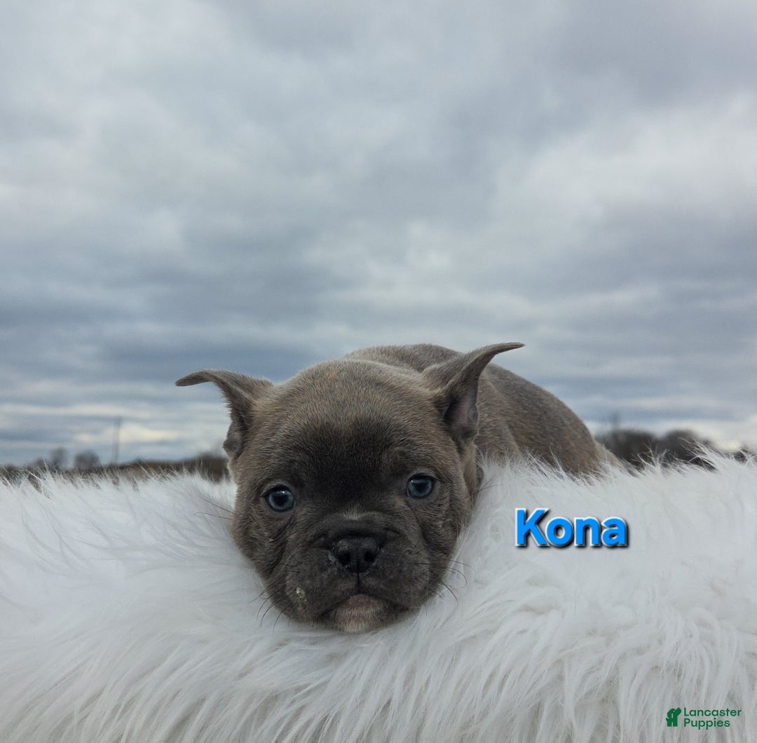 Frenchton dogs for sale: Kona - Ad 6
