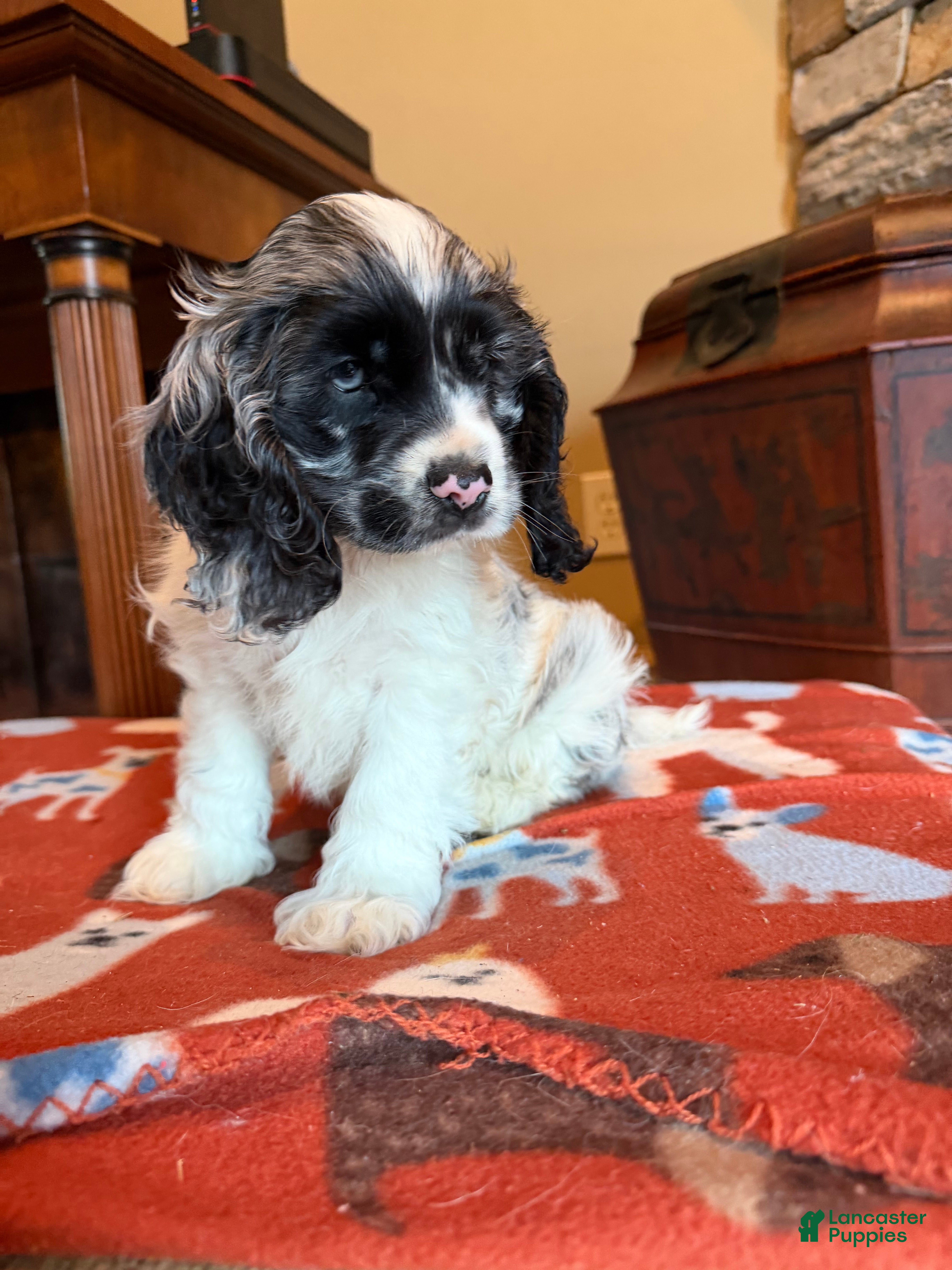 Cocker Spaniel dogs Tito  - Ad 1