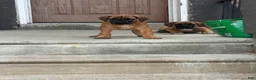 South African Boerboels dogs for sale: LGK NALA  - Ad 5