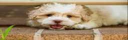 Shihpoo dogs for sale: Sullivan - Ad 11