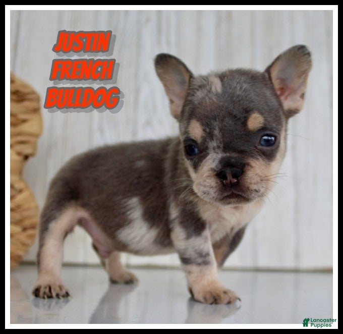 French Bulldog dogs Justin - Ad 1