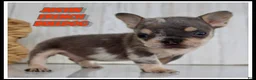 French Bulldog dogs for sale: Justin - Ad 1